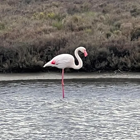 Superbe Sur Toit Unique